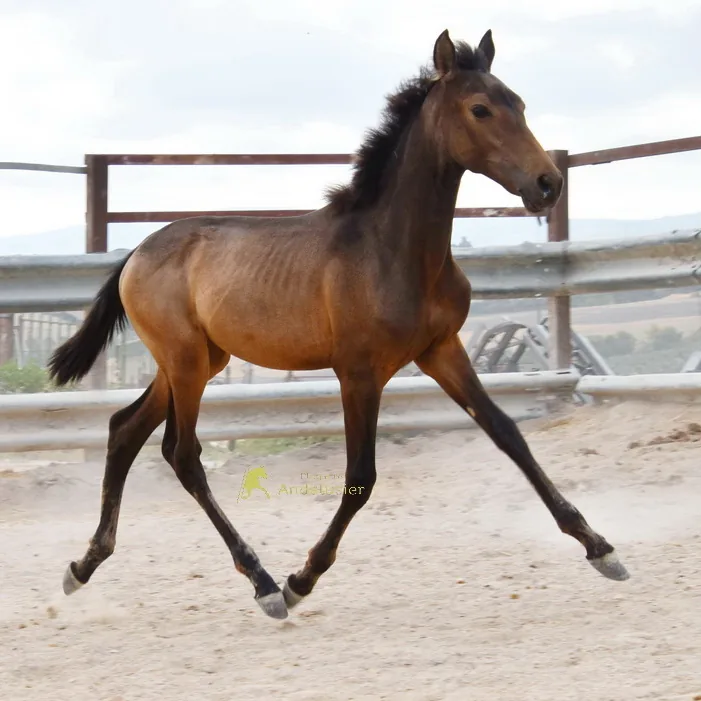 Udilia Arenosas — PRE Mare