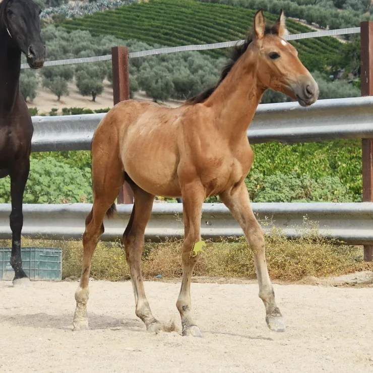 Ulises Arenosas — PRE Stallion