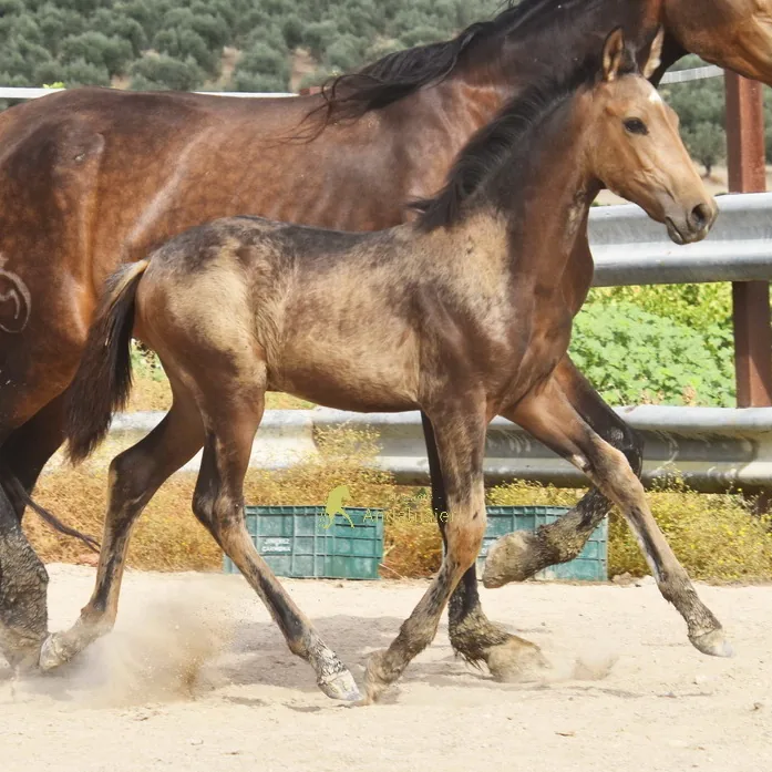 Uva Arenosas — PRE Mare