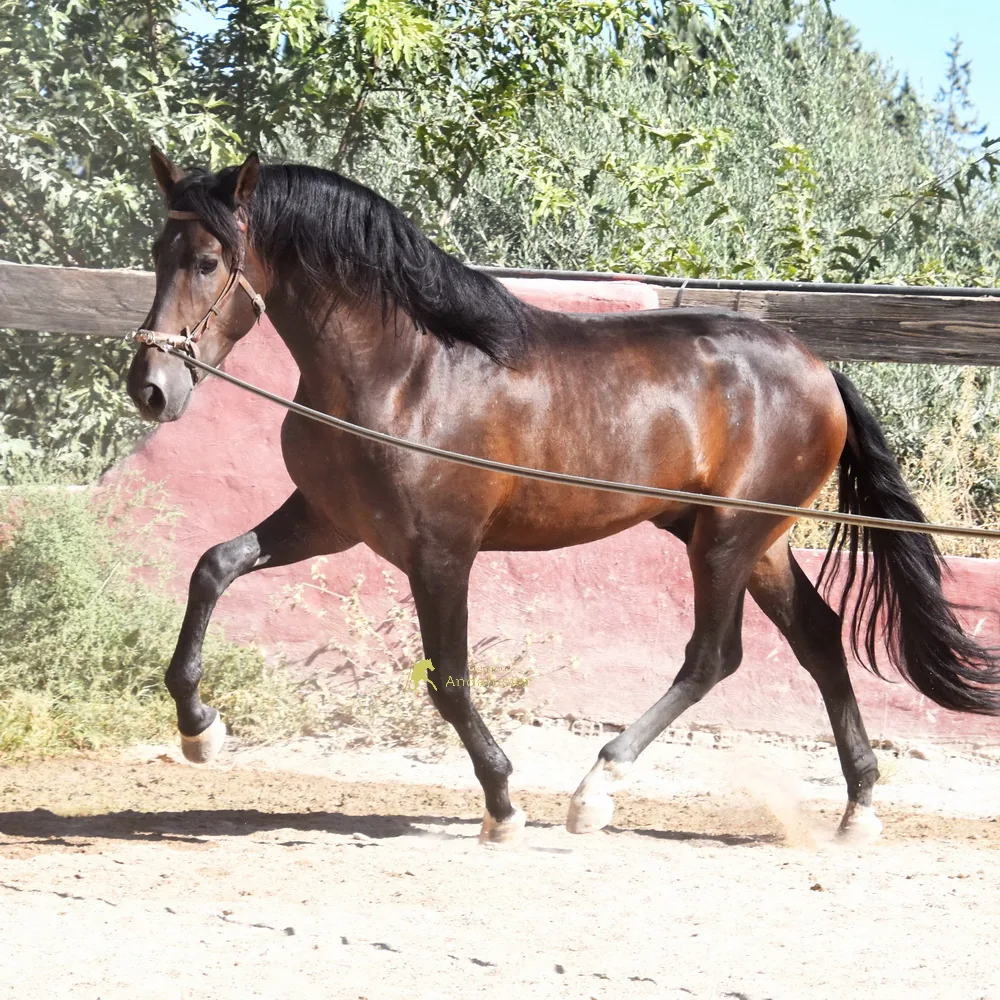 MG Zar — PRE Stallion