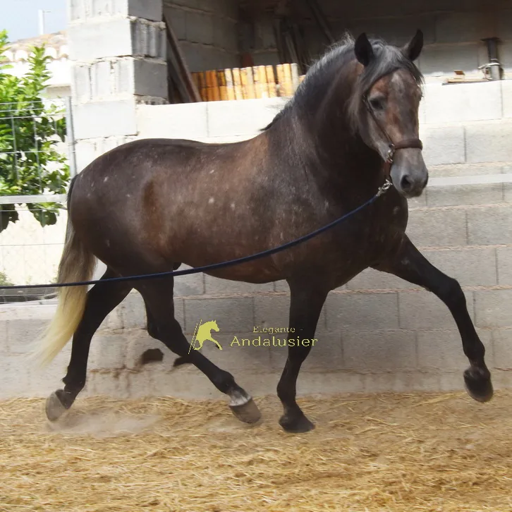 Piropo CVII — PRE Hengst
