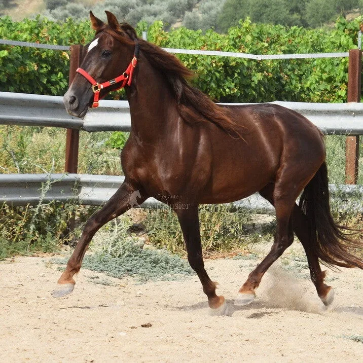 Activa Arenosas — PRE Mare