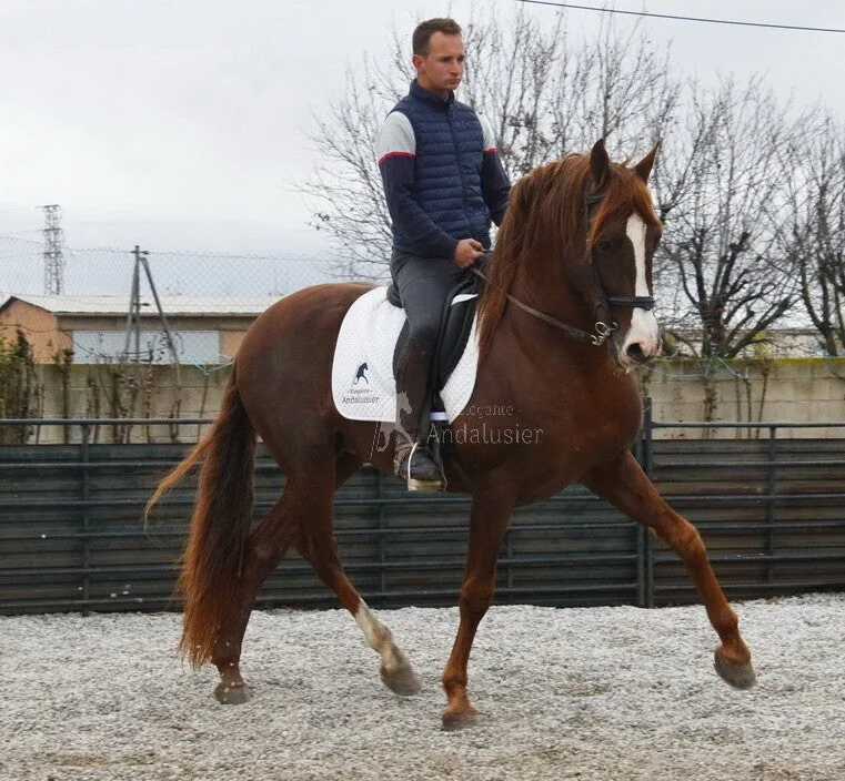 Alazan X — PRE Stallion