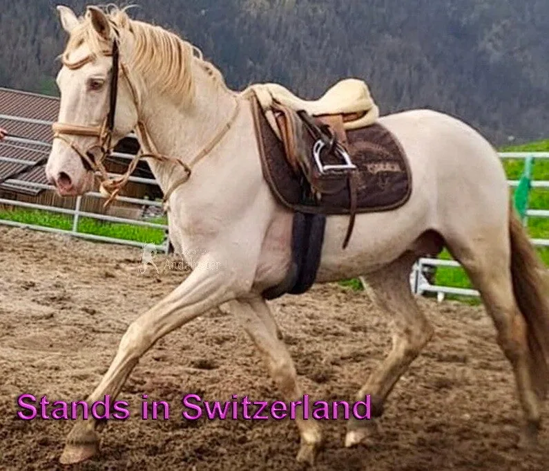 Albino — Lusitano Stallion
