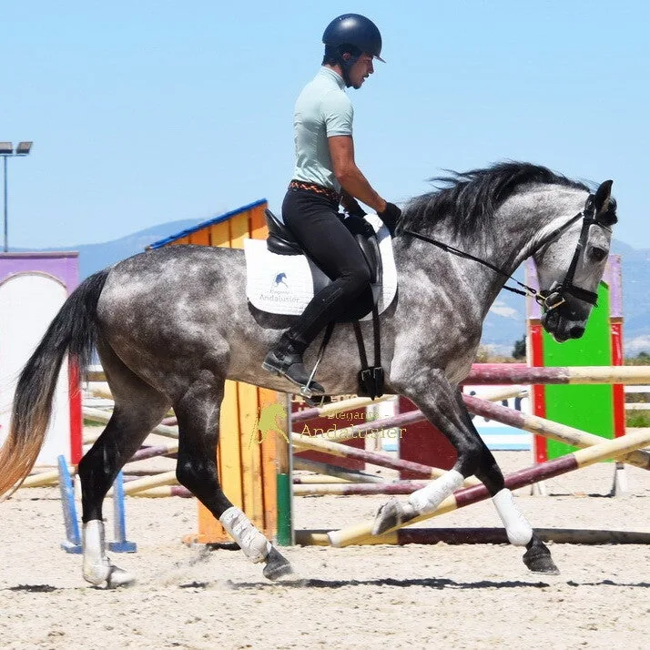 Alhandaluz — Lusitano Gelding