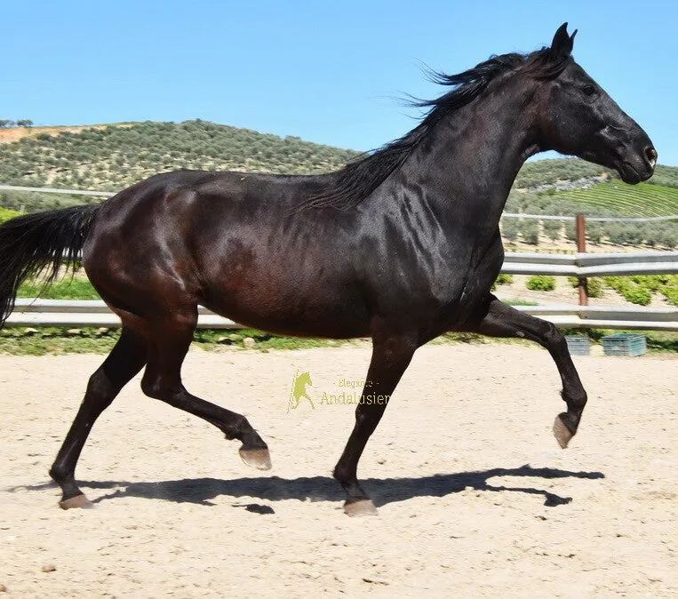 Andaluza — Andalusian Mare