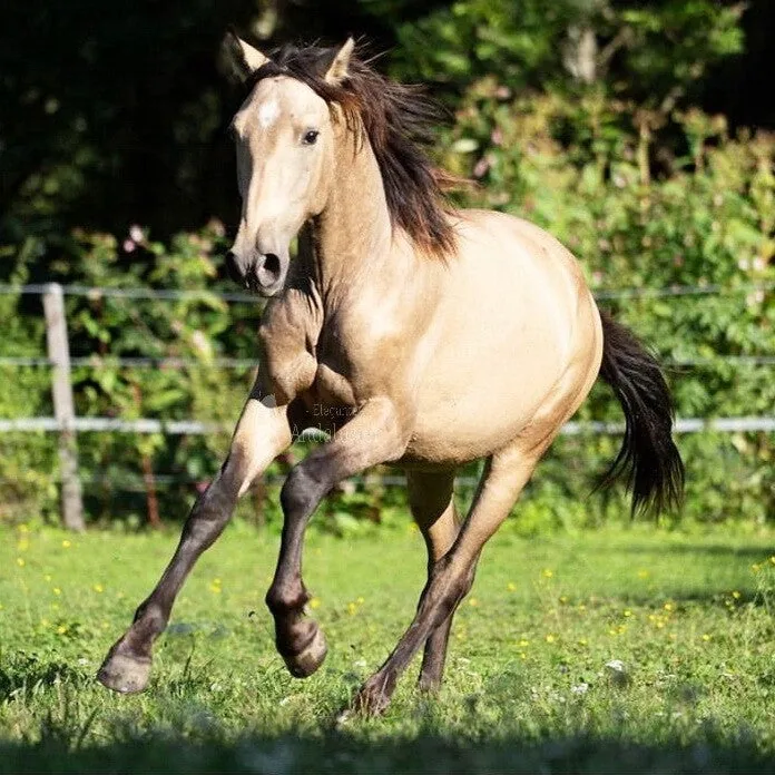 Antonio De La Montaña KB — PRE Stallion