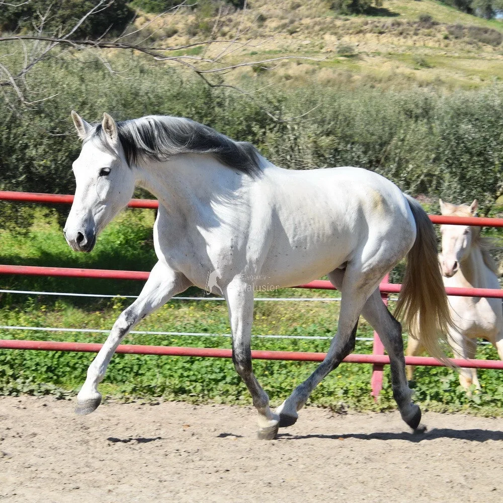 Armas Orquidea II — PRE Mare