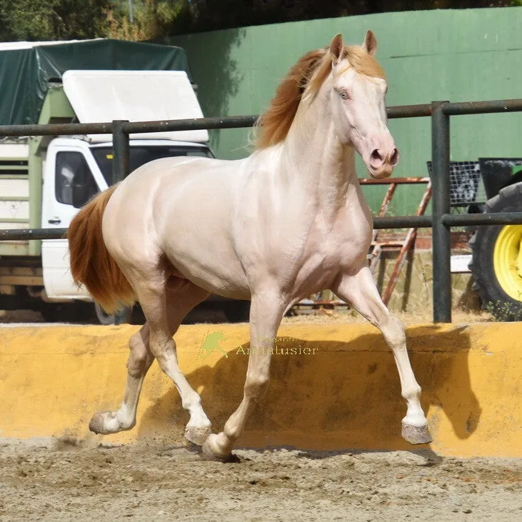 Asombroso CR — PRE Stallion