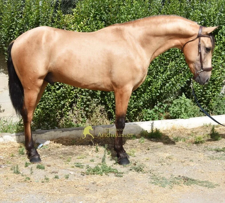 Asterix HJP — PRE Gelding