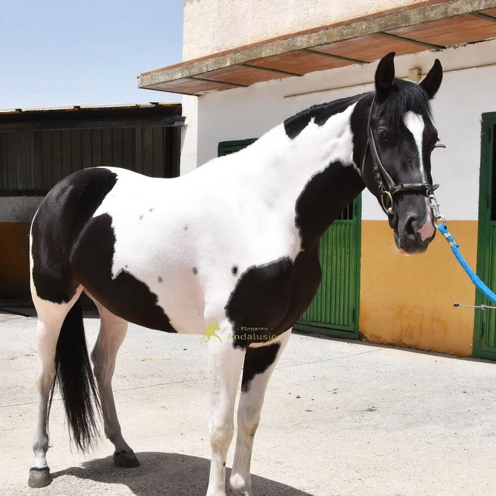 Astuta MC — CDE Mare