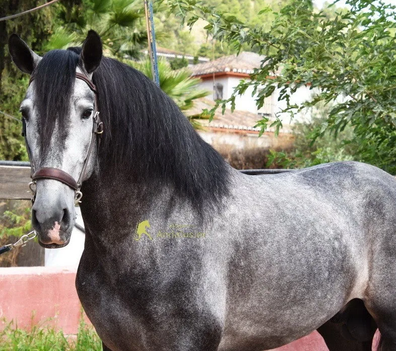 Atlantico MLG — PRE Stallion