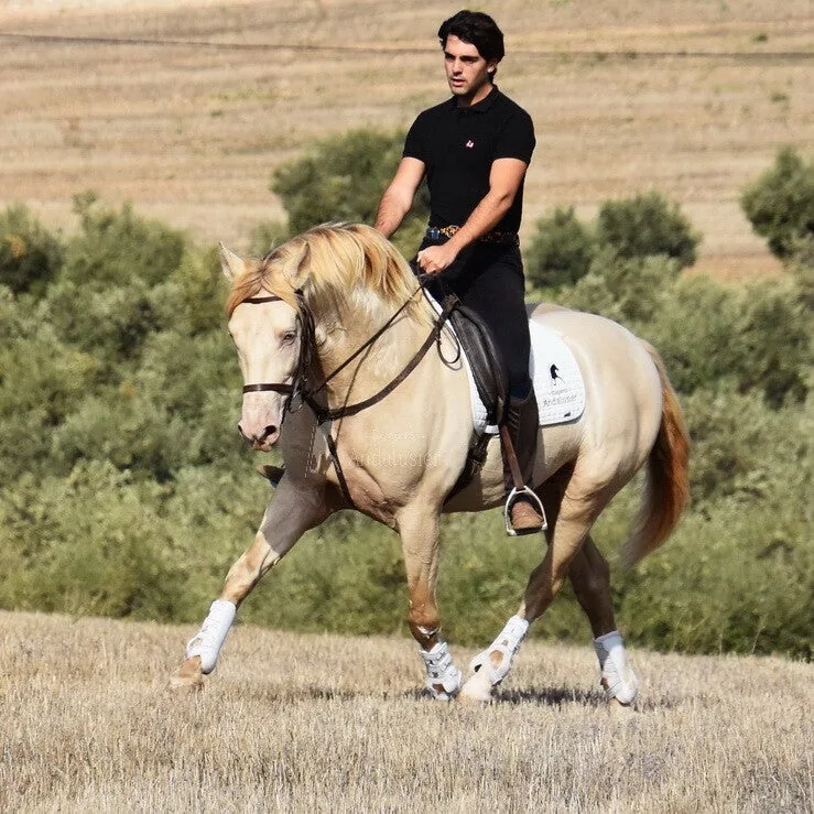 Baileys — Andalusian Stallion