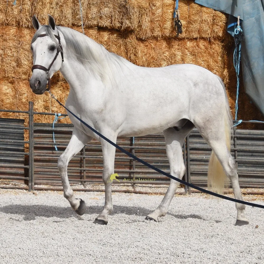 Boabdil VII — PRE Gelding