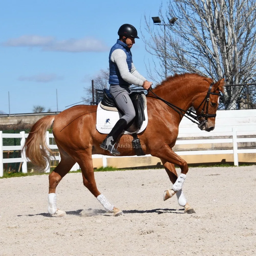 Camaron IV 50 % — Hispano-Arabian Gelding