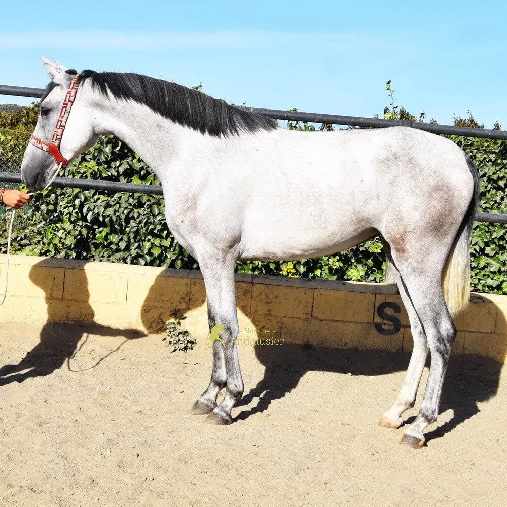 Caribeña De Cortes — PRE Mare