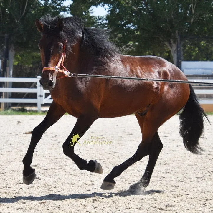 Cariñoso — Andalusian Stallion