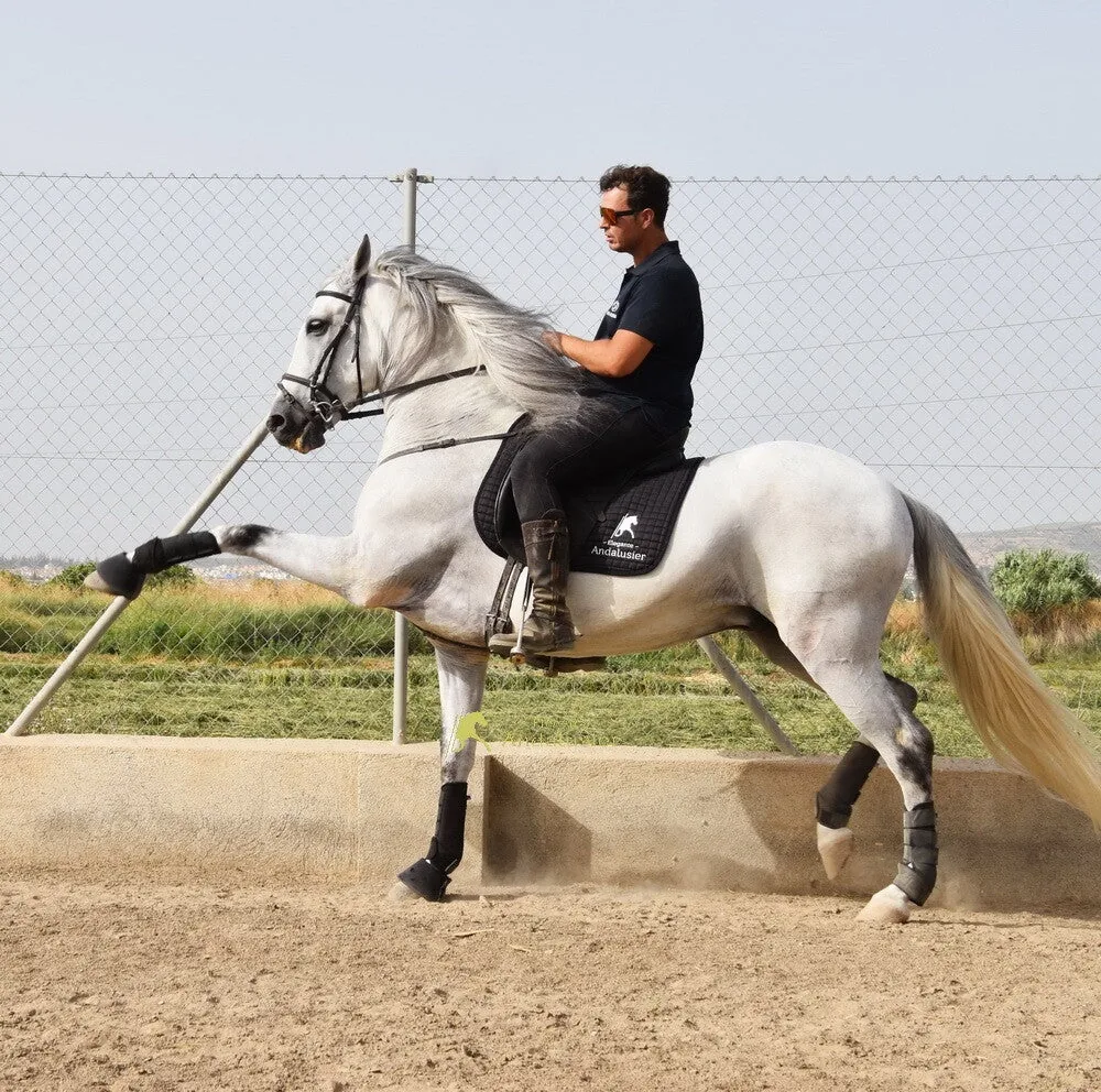 Cerezo XXI — PRE Gelding