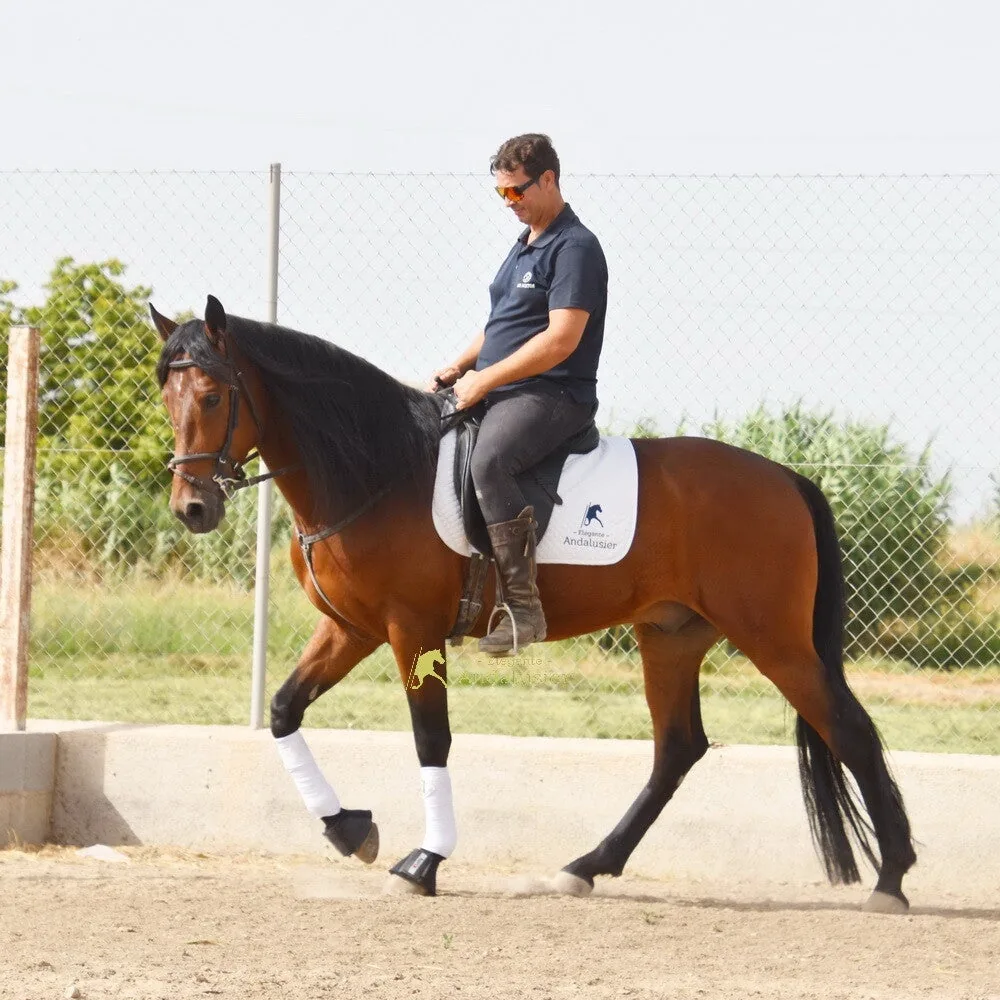 Chipiron — Andalusian Gelding