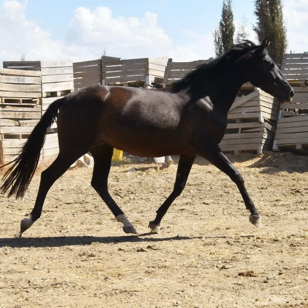 Chulita De Alvarez — PRE Mare