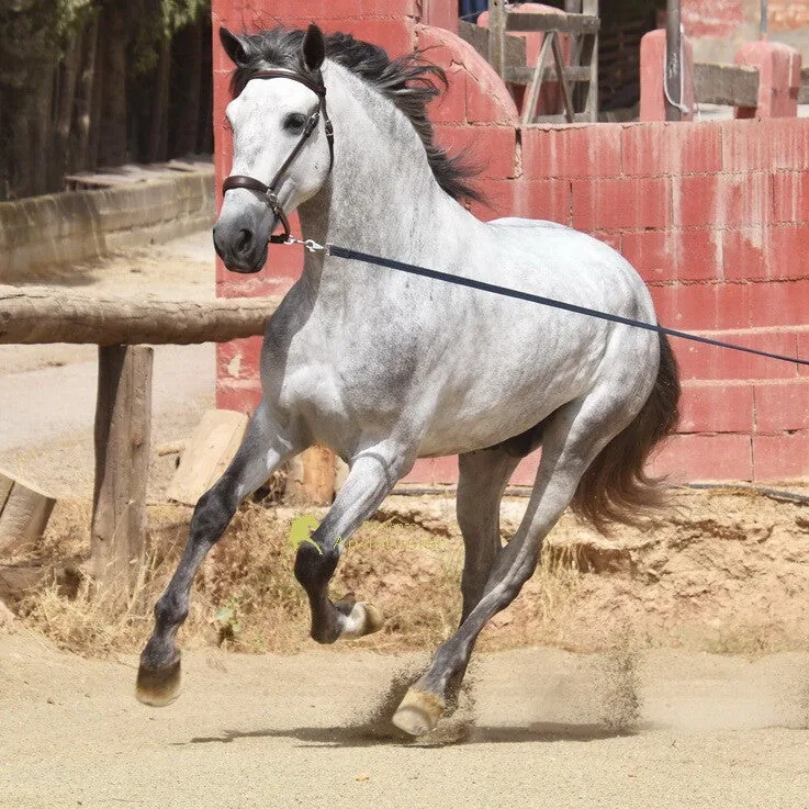Ciclon Alboran — PRE Stallion