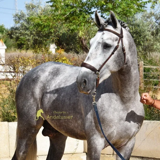 Clavelito IV — PRE Stallion