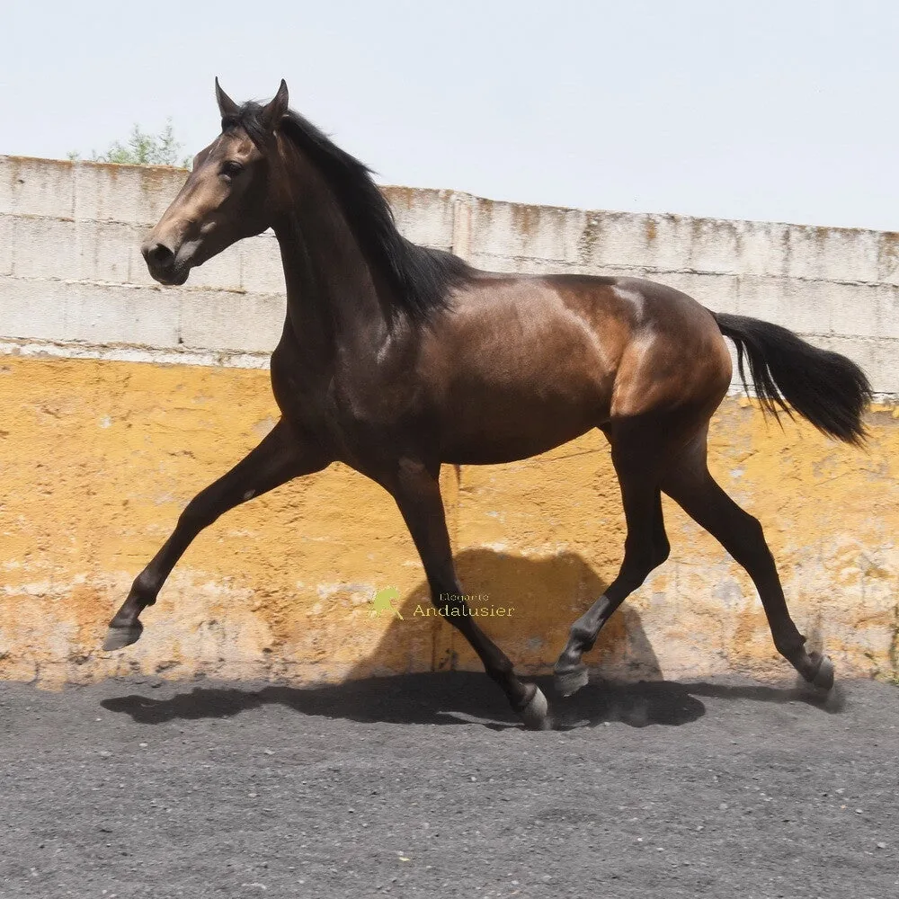 Cobriza COM — PRE Mare