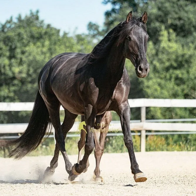 Coronela Rodri — PRE Mare