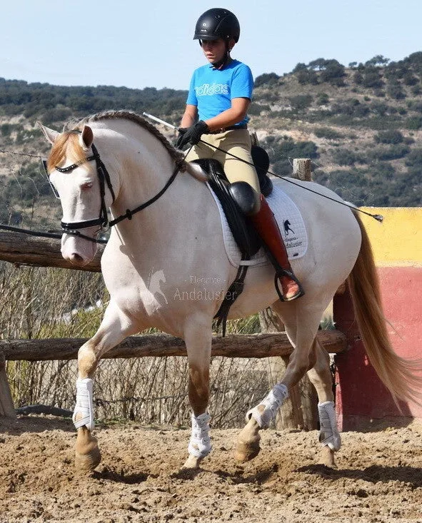 Denver Abad — PRE Stallion