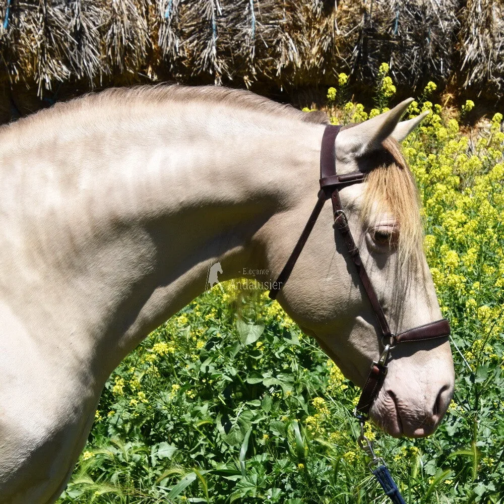 Elegante SM II — PRE Stallion
