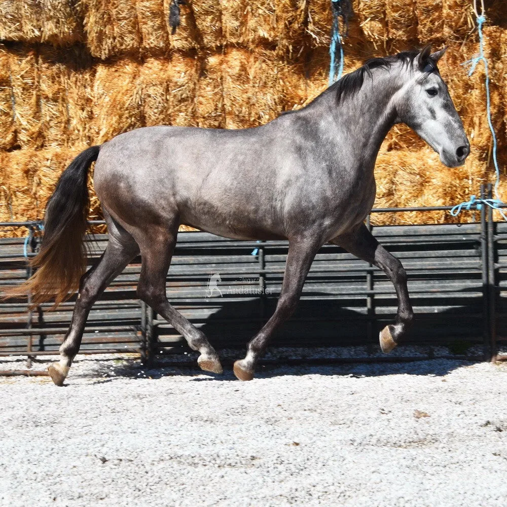 Elegante SMR — PRE Gelding