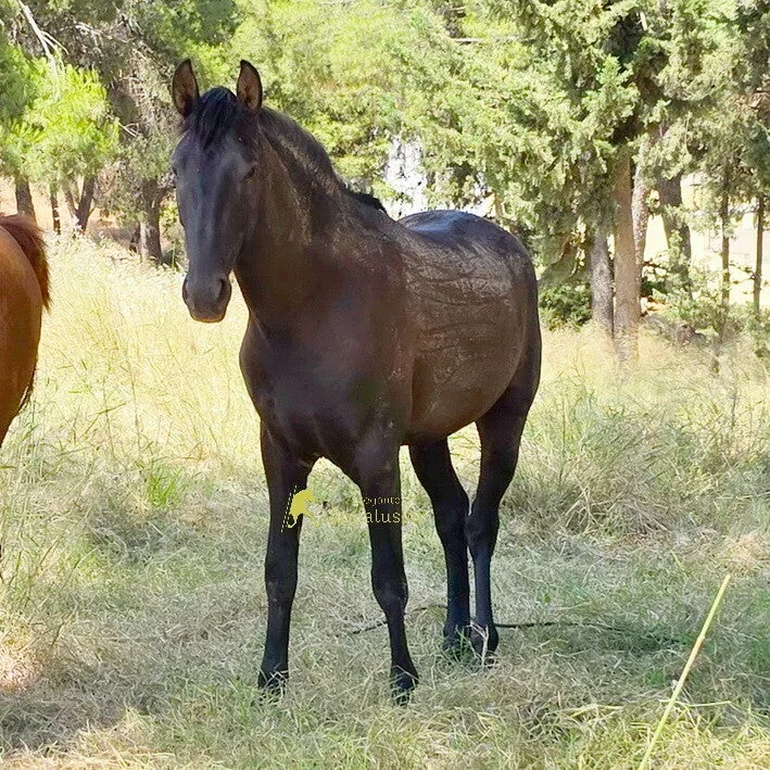 Elegido CXCIII — PRE Stallion