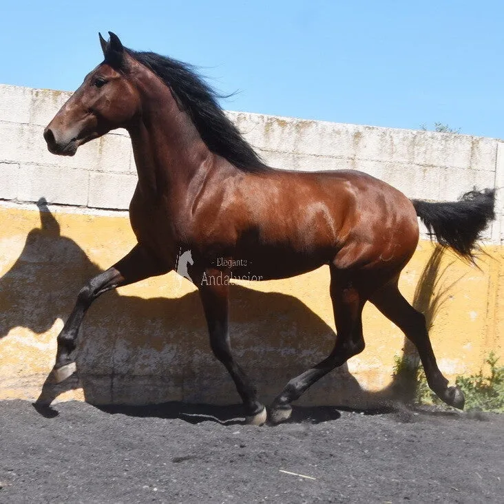 Enigma F — PRE Stallion