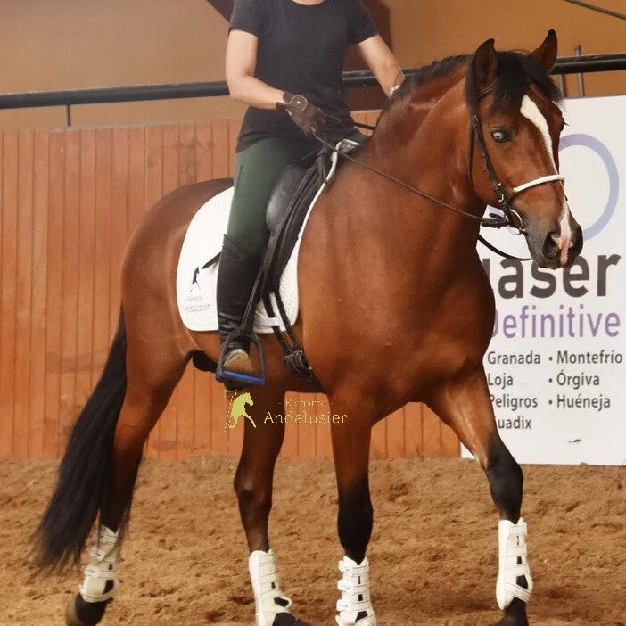 Faraon CDXX — PRE Stallion
