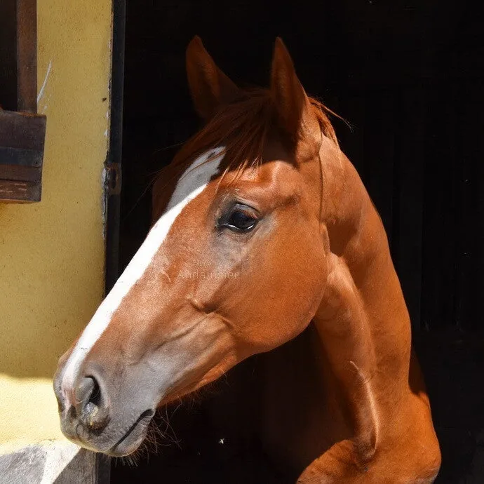 Ferrerita De Alvarez — PRE Mare