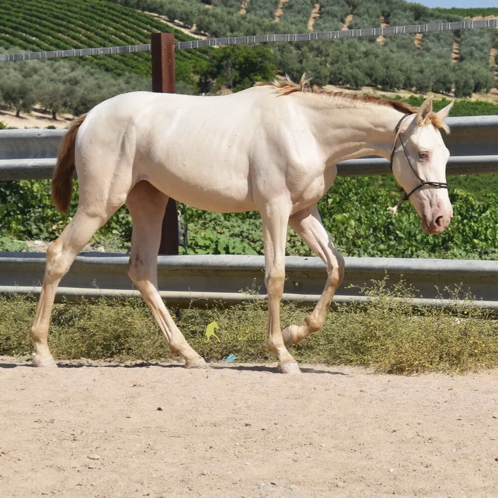 Genovesa PT IV — PRE Mare