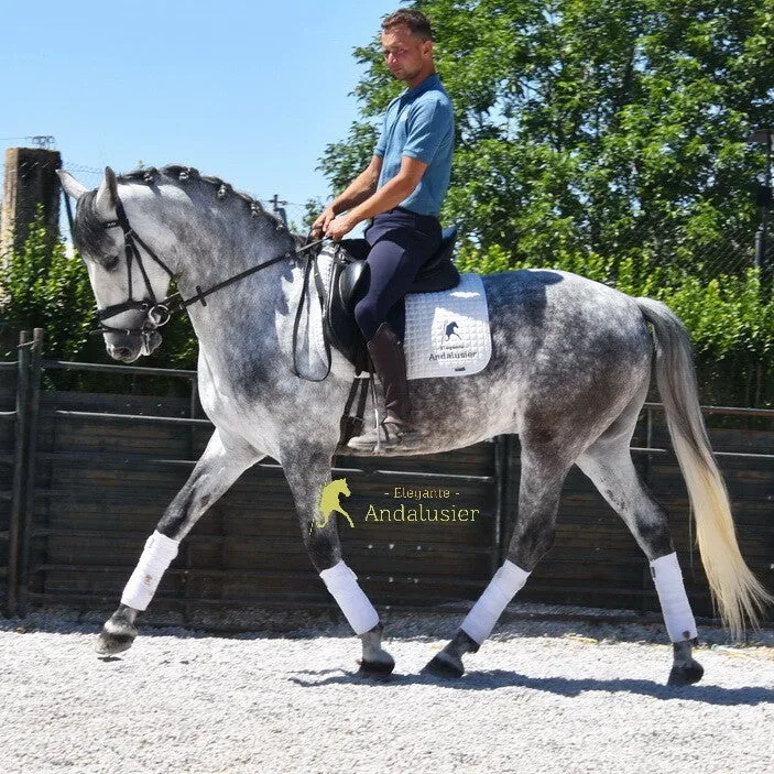 Gitano — Lusitano Gelding