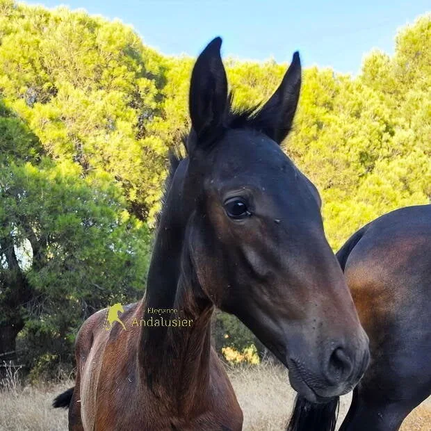 Hengstfohlen — PRE Stallion