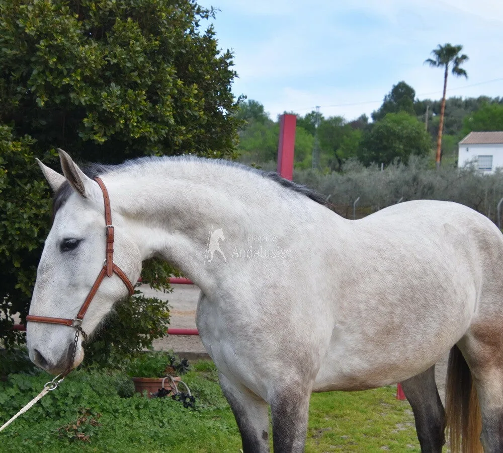 Heredera De Aboin — PRE Mare