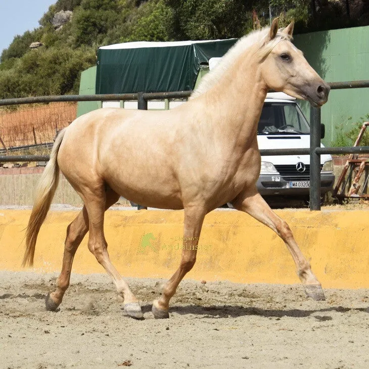Hermosa W — PRE Mare