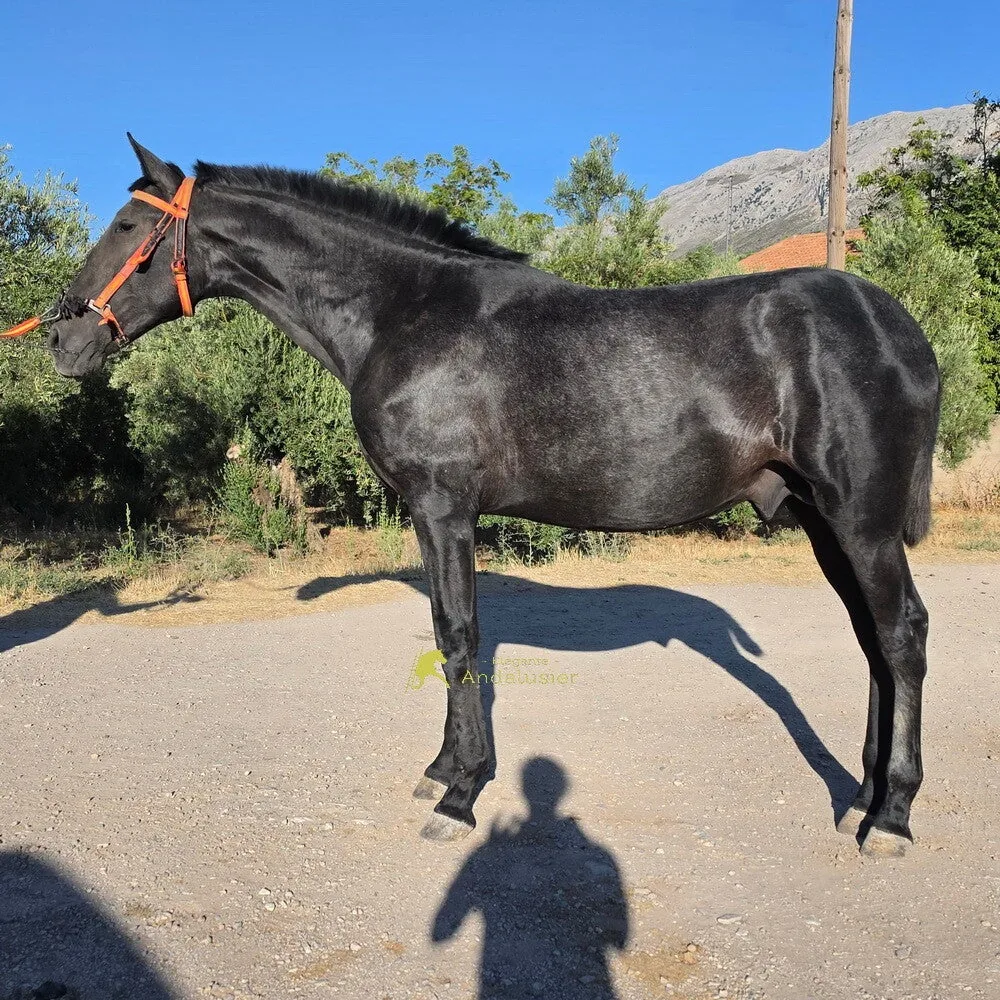 Isleño LC — PRE Stallion