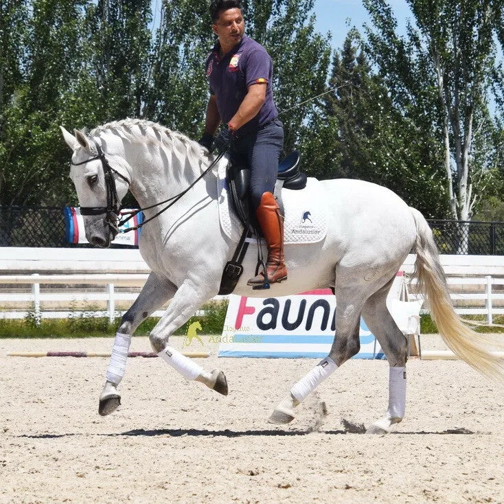 Janota — PSL Gelding