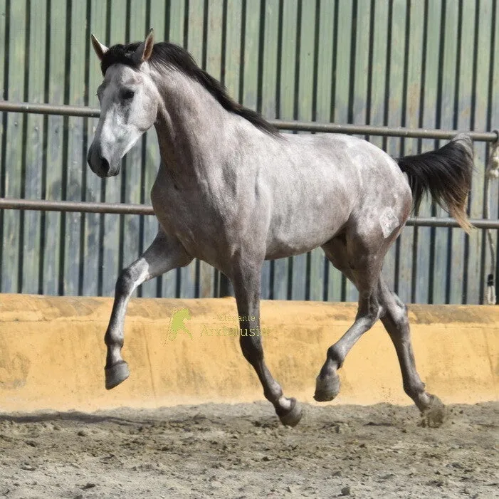 Jerezano W — PRE Stallion