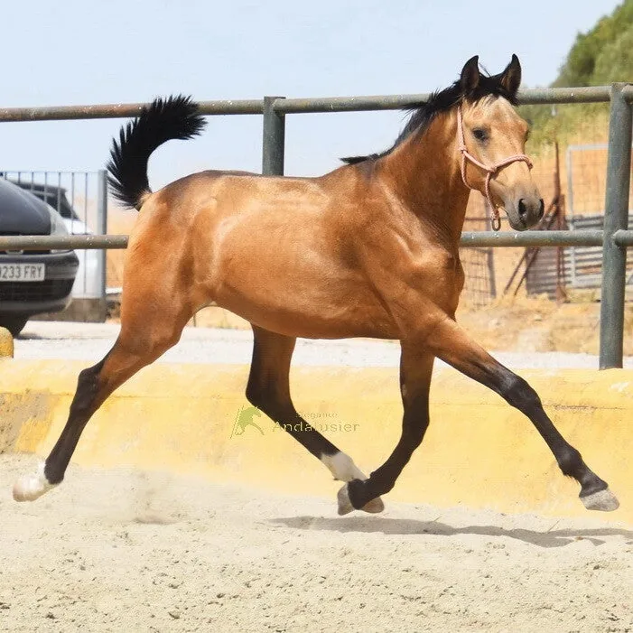 Keco W — PRE Stallion