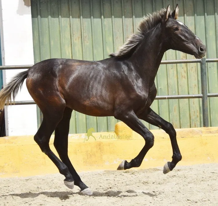 Kelio W — PRE Stallion