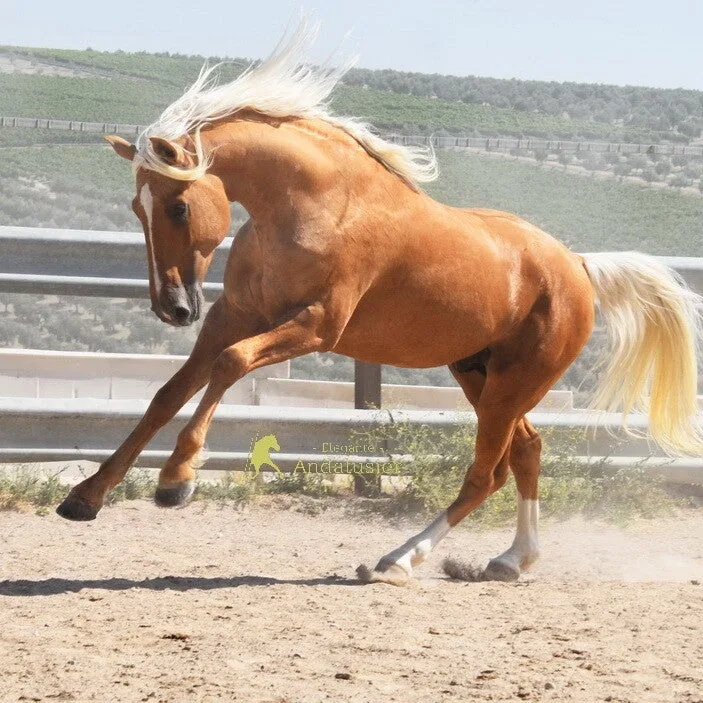 Lirón — Andalusian Stallion
