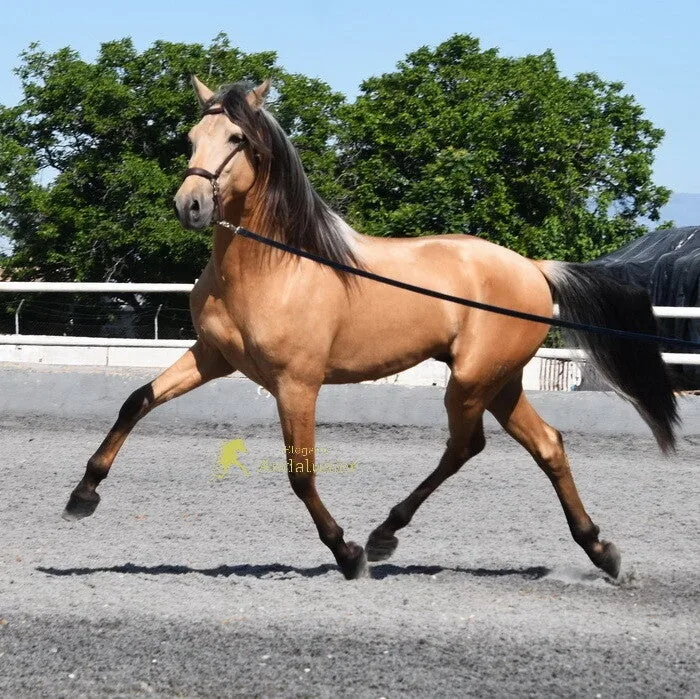 Marismeño HB — PRE Stallion