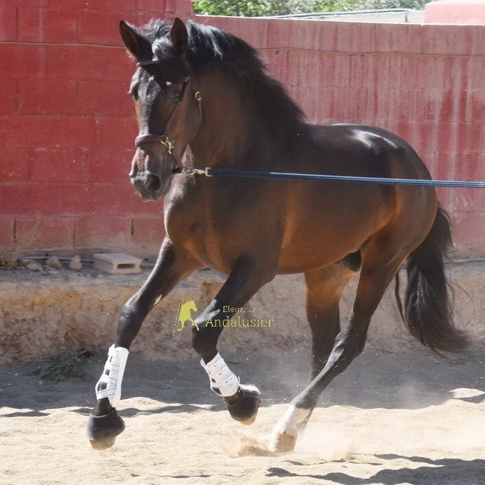 MG Zar — PRE Stallion