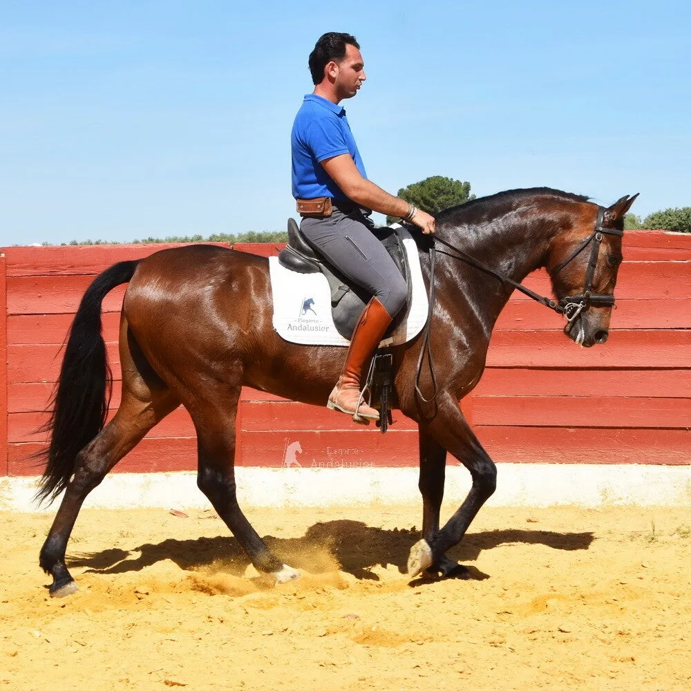 Molinero — Andalusian Gelding