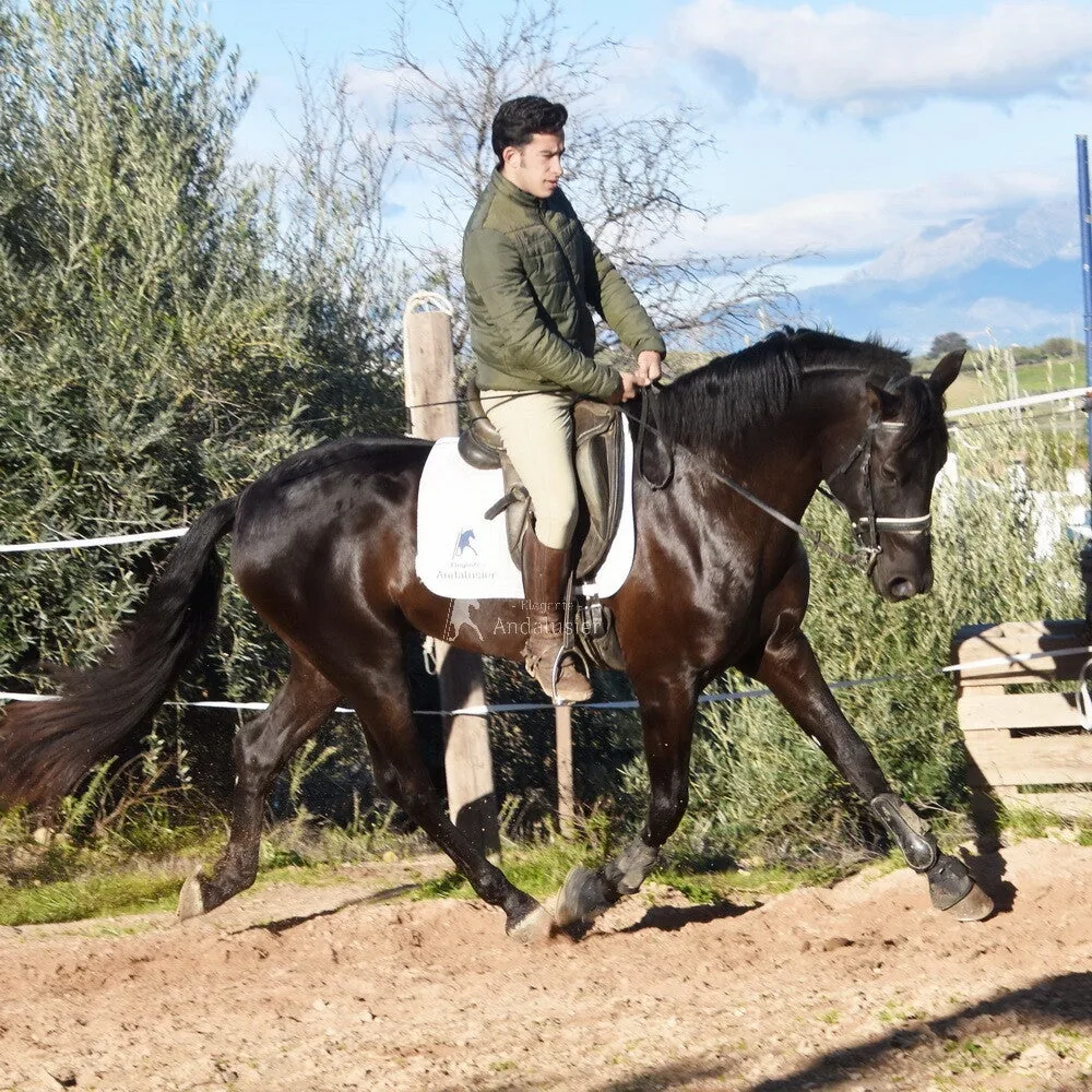 Moreno LM — PRE Stallion